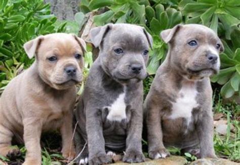 Staffordshire Bull Terrier Puppy For Sale Dogs For Sale Price