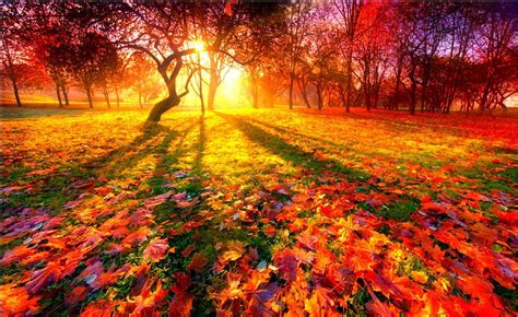 Sunrise In Autumn Autumn Leaves Sunrise Trees Hd Wallpaper Peakpx