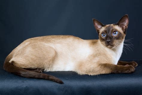 Siamese Cat Breed Information The Pedigree Paws