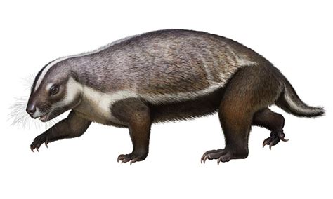 Full Fossil Skeleton Of A Bizarre Badger Like Mammal Unearthed In