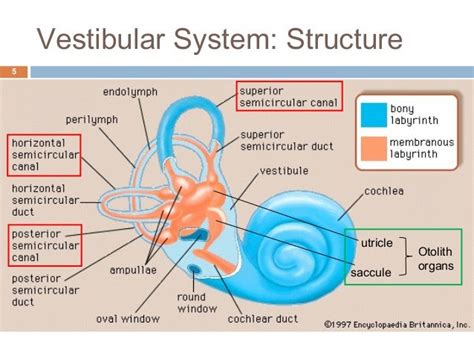 Vestibular System Anatomy