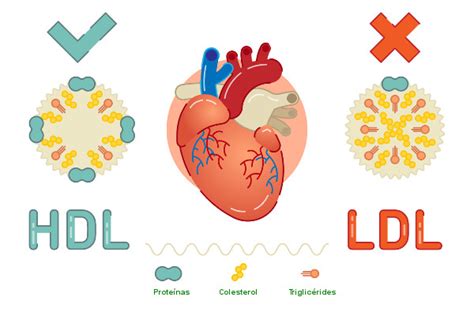 Cholesterol Overview Ldl Hdl And Its Link With Keto Keto India