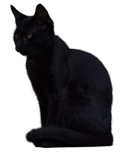 El Gato Negro: El Gato Negro