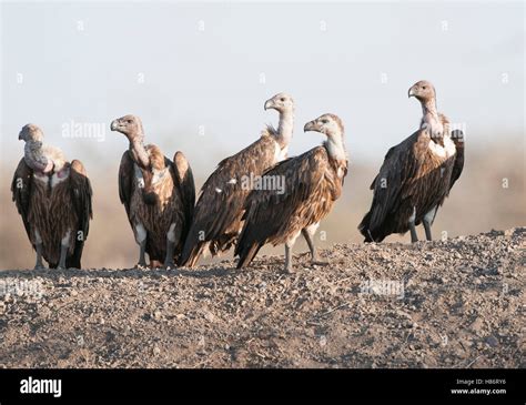 White Rumped Vulture Gyps Bengalensis Group India Stock Photo Alamy