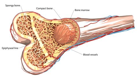 Cross section of a joint. Bone Marrow Transplant: Disease, Procedure & Cost ...