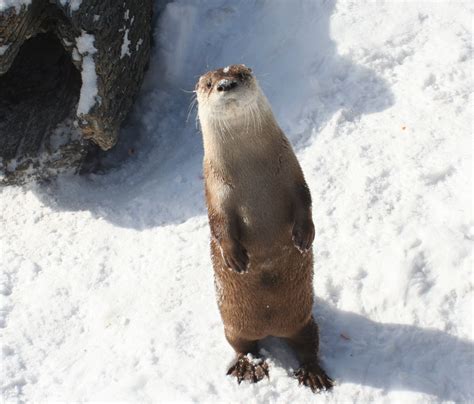 Free Images Snow Winter Animal Cute Wildlife Standing Zoo Fur