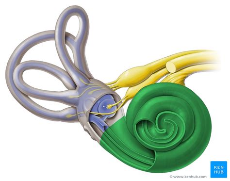 Auditory Pathway Anatomy Ear Structures Transduction Kenhub