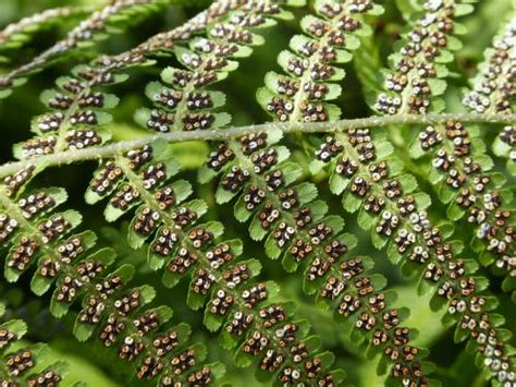 Ferns Spores And Plant Reproduction Smithsonian National Museum Of