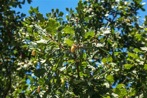 Branch Of Pedunculate Oak With Acorns In Summer The Latin Name For