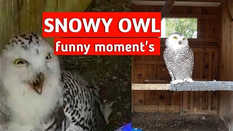 Snowy Owl Are Funny Youtube