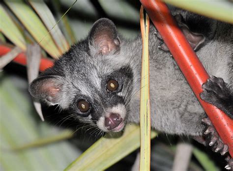We did not find results for: The Life Journey in Photography: Civet or Musang or ...