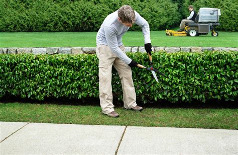 Bush Trimming Dobis Landscaping