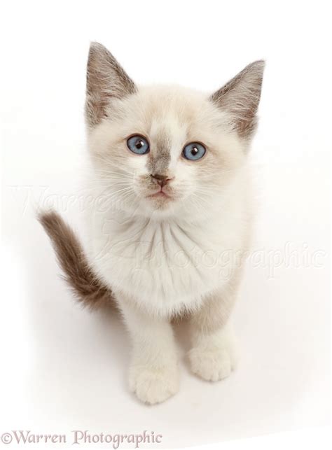 Ragdoll X Siamese Kitten Sitting And Looking Up Photo Wp46026