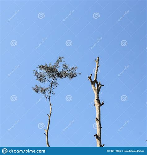 Lifeless Tree Branches Vs Tree With Life Stock Photo Image Of Tree
