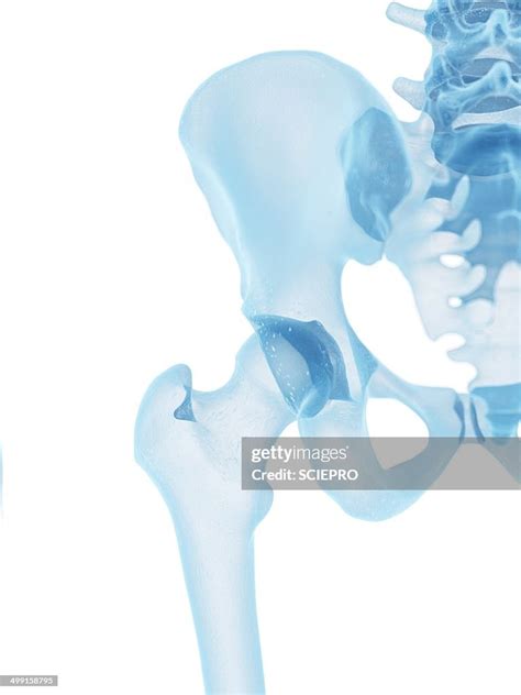 Human Hip Bone Artwork High Res Vector Graphic Getty Images