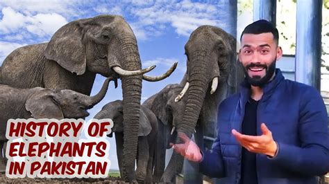History Of Elephants In Pakistan Youtube