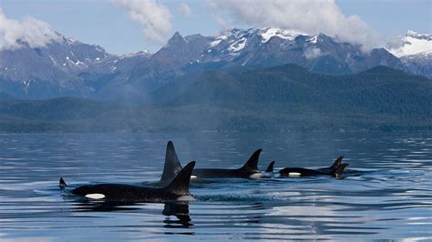 Bbc One Wild Alaska Live Orca Aka Killer Whale