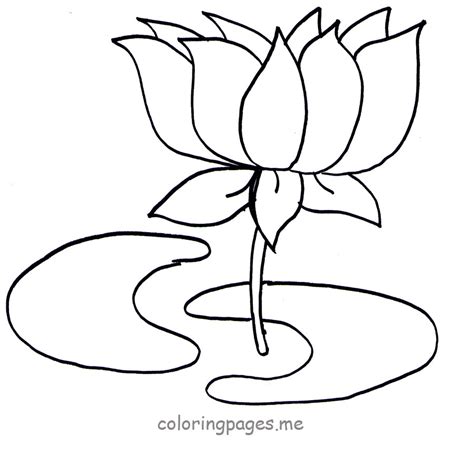 Lotus Outline