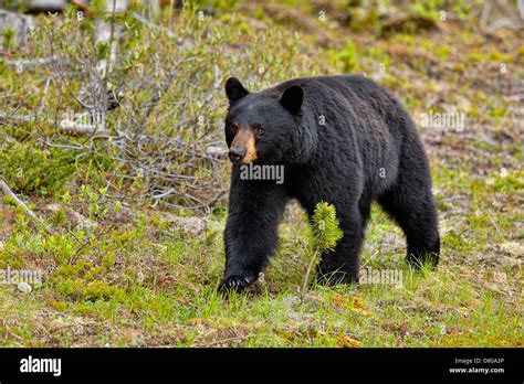 American Black Bear Ursus Americanus Foraging For Roadside Plants