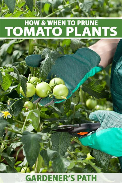 How And When To Prune Your Tomato Plants Gardeners Path