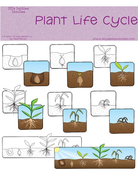 Plant Life Cycle Freebie Classroom Freebies Life Cycles Plant Life