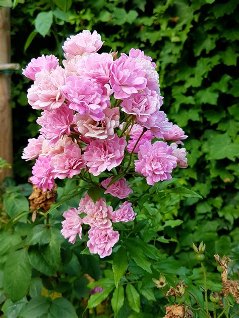 Blanda, rosa freddo, botanica, non rifiorente, quasi senza spine, fiore semplice, . Rosa Gartendirektor Otto Linne | La Kasbah
