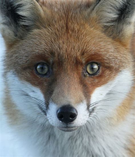 Tips include shaving off the tail end of eyebrows and redrawing them to. Sharp nose, sharp eyes | Fox face, Fox eyes, Fox