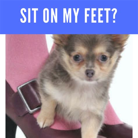 Why Dogs Sit On Your Feet