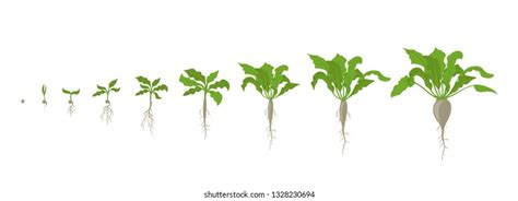Sugar Beet Plant Growth Stages Vector Stock Vector Royalty Free