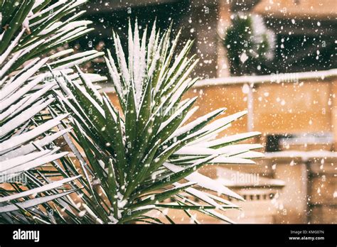 Snow Covered Palm Tree Stock Photo 167537881 Alamy