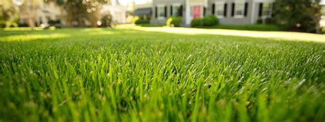 Do not fertilize fescue grass in the summer. Healthy Lawn Tips - Rescue Your Fescue | STIHL USA