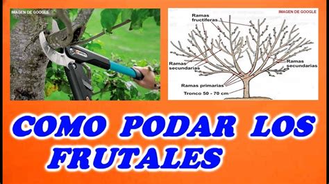 Podar Árboles Frutales Todo Huerta Y Jardín Youtube