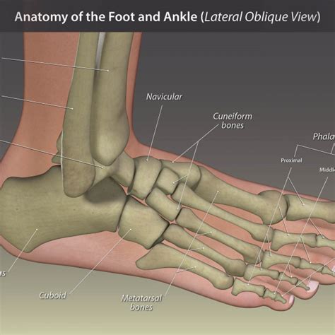 Anatomy Of The Foot And Ankle Lateral Oblique View Trialexhibits Inc