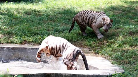 Latest News On Delhi Zoo Get Delhi Zoo News Updates Along With Photos
