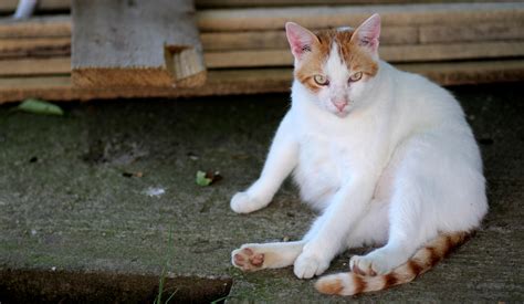 Cats have different levels of traits and colors. Free Images : white, orange, kitten, residence, whiskers ...