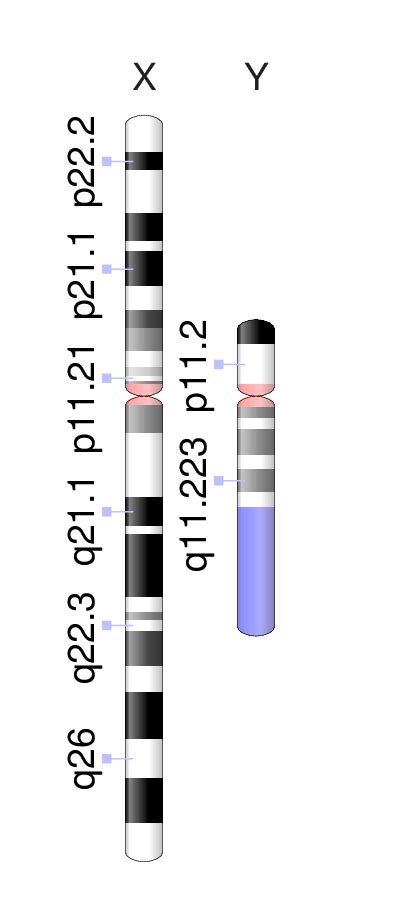 Sex Linked Genes Biology 1101 Course Hub