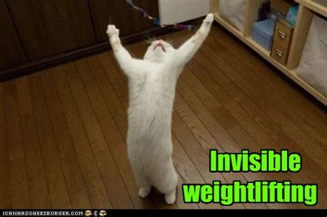 Lolcats Invisible Page 2 Lol At Funny Cat Memes Funny Cat
