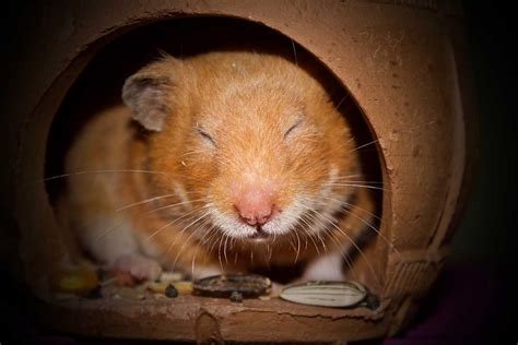Do Hamsters Hibernate In Winter And What Is Torpor