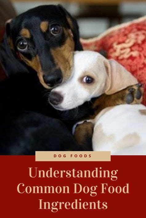 Understanding Common Dog Food Ingredients Dog Food Recipes Best Dog