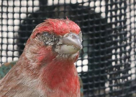 House Finch Population Unlikely To Recover From Eye Disease Say