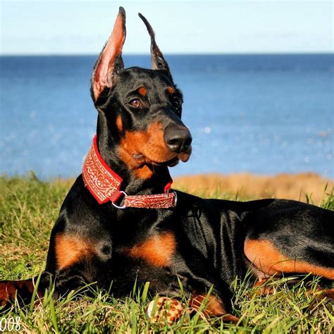 10 Best Doberman Pinscher Dog Names