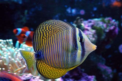 Desjardini Tang Dinhos Reef