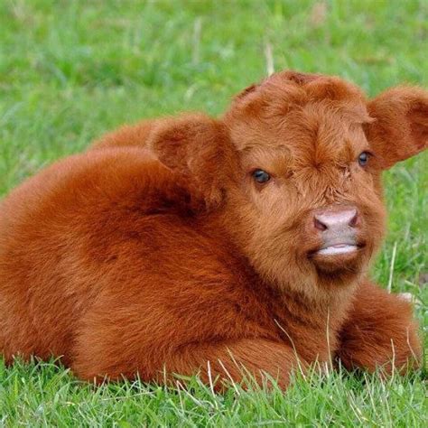 Pin By Hannah Grubb On Wild Animals Cute Baby Cow Fluffy Cows Baby Cows