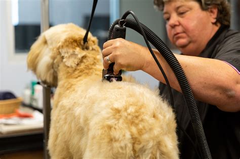 Dog Grooming Near Me - Collar Club