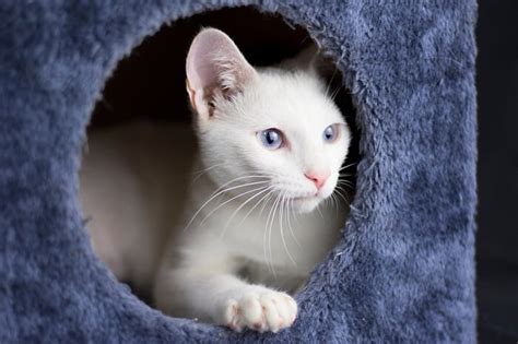 The Complete Guide To Fostering Cats All About Cats