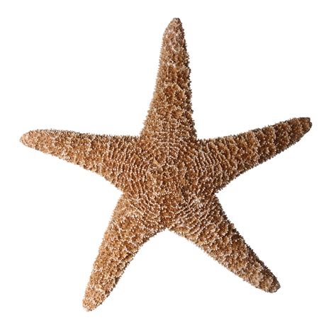 Starfish clipart skinny, Starfish skinny Transparent FREE for download on WebStockReview 2020