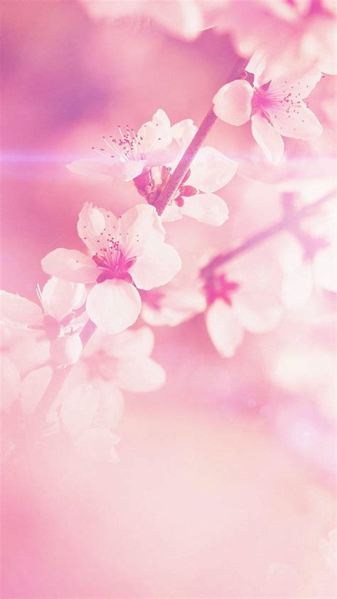 Baby Pink Flower Wallpapers Top Free Baby Pink Flower Backgrounds