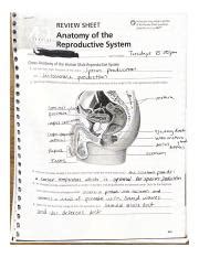 Exercise Anatomy Of Reproductive System Pdf Course Hero
