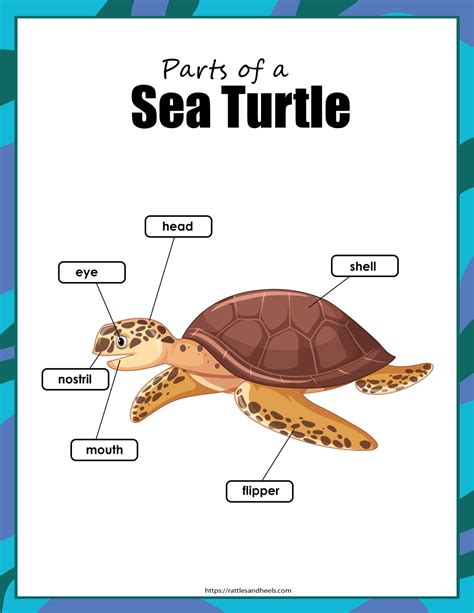 Sea Turtles Activity Sheets Adanna Dill Sea Turtle Lesson Sea Turtle