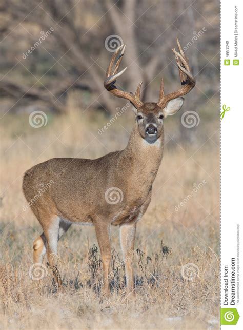 Whitetail Buck Portrait Photograph Stock Photo Image Of Rack Tines